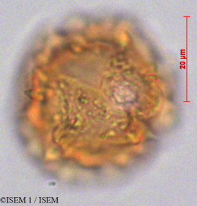 ISEM 1/Erato_polymnioides_29035/Erato_polymnioides_29035_0001(copy)_thumb.jpg